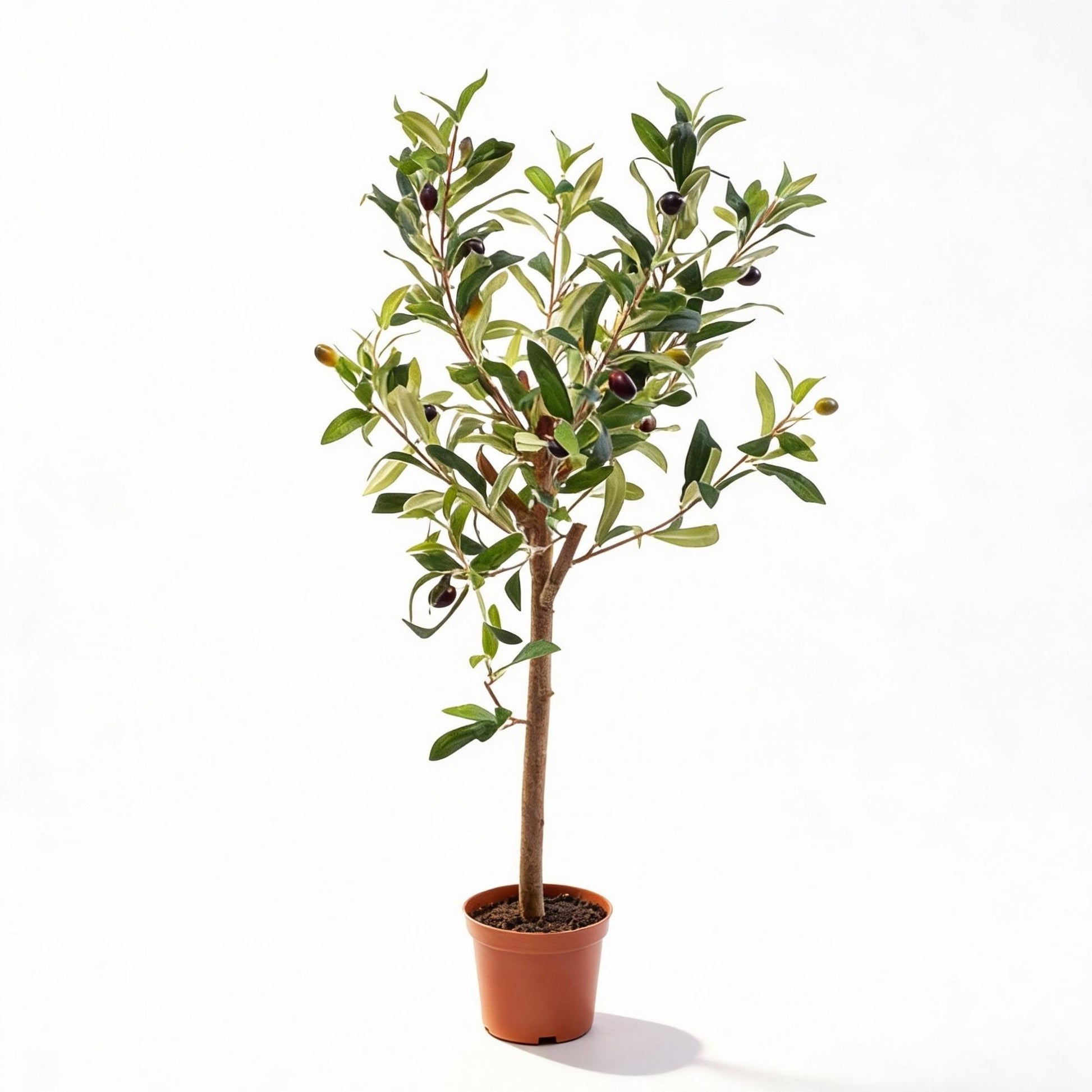 Olijfboom in pot 65cm – Kunstplant - Artificial plant 