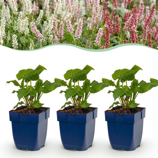 Knöterich 'Tricolour' – Persicaria 'Tricolour' – 6 Pflanzen – Topf Ø11cm – Bienenfreundliche Staude für Garten & Balkon