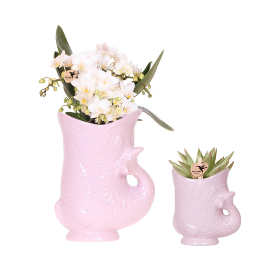 Set mit weißer Orchidee Nazaré und Sukkulente im rosa Fisch-Dekotopf – Topfgröße Ø9 cm & Ø6 cm - Blühende Zimmerpflanze – Frisch vom Züchter 