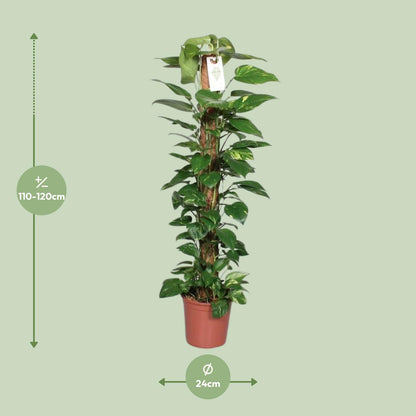 Epipremnum Pinnatum Mosstok 120cm Scindapsus - Ø24cm - ↕120cm 