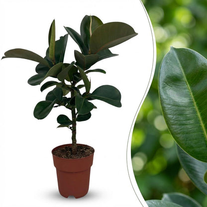 Green boutiQ - Zimmerpflanze - Gummibaum - Ficus Elastica Cloe - Grün - Pflegeleicht - 1 Pflanze - Topf 19cm - Höhe 65cm 
