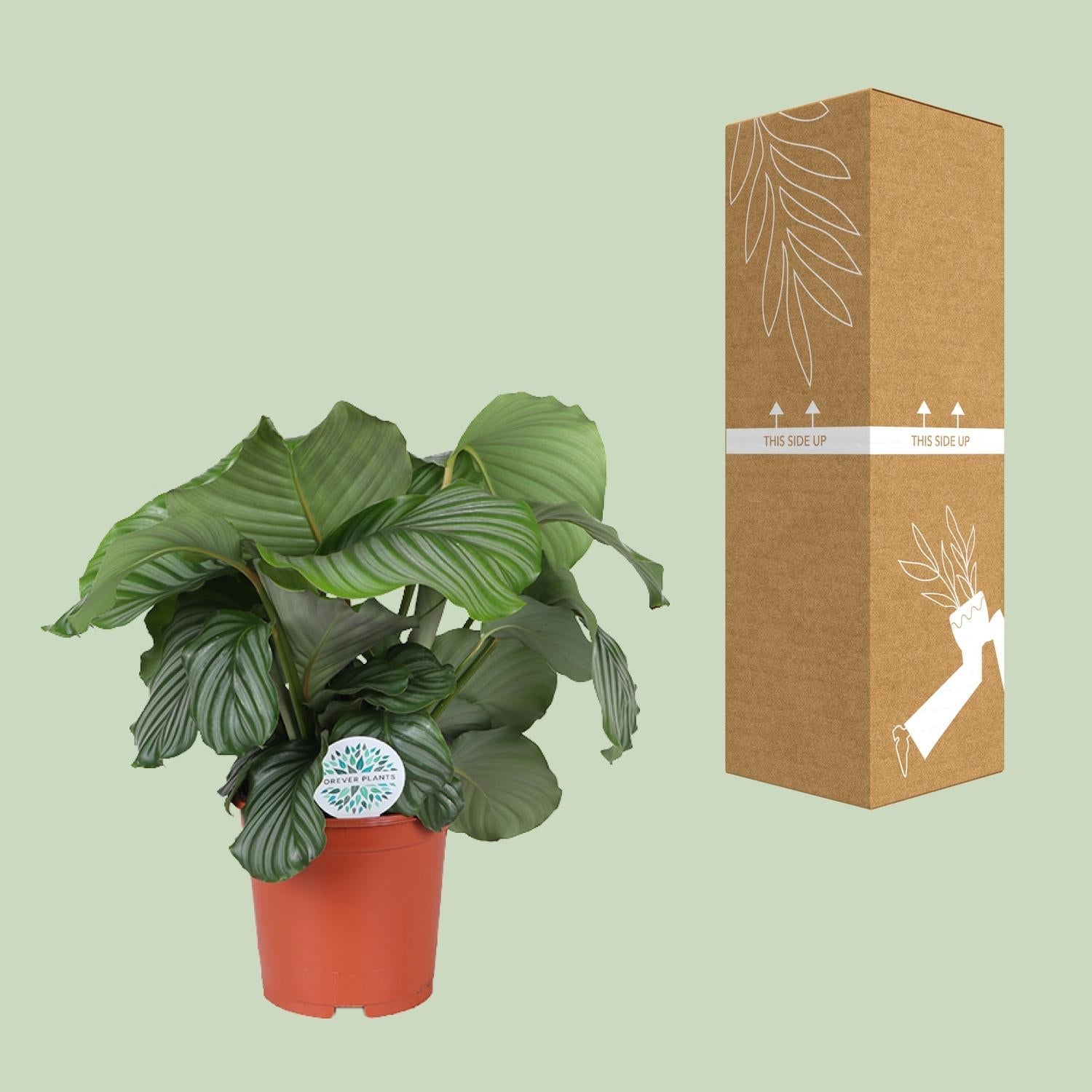 Calathea Orbifolia – Korbmarante - Ø21cm – ↕70cm – Tropische Zimmerpflanze mit großen, silbergrünen Blättern – Luftreinigende Pflanze – Für halbschattige Innenräume 
