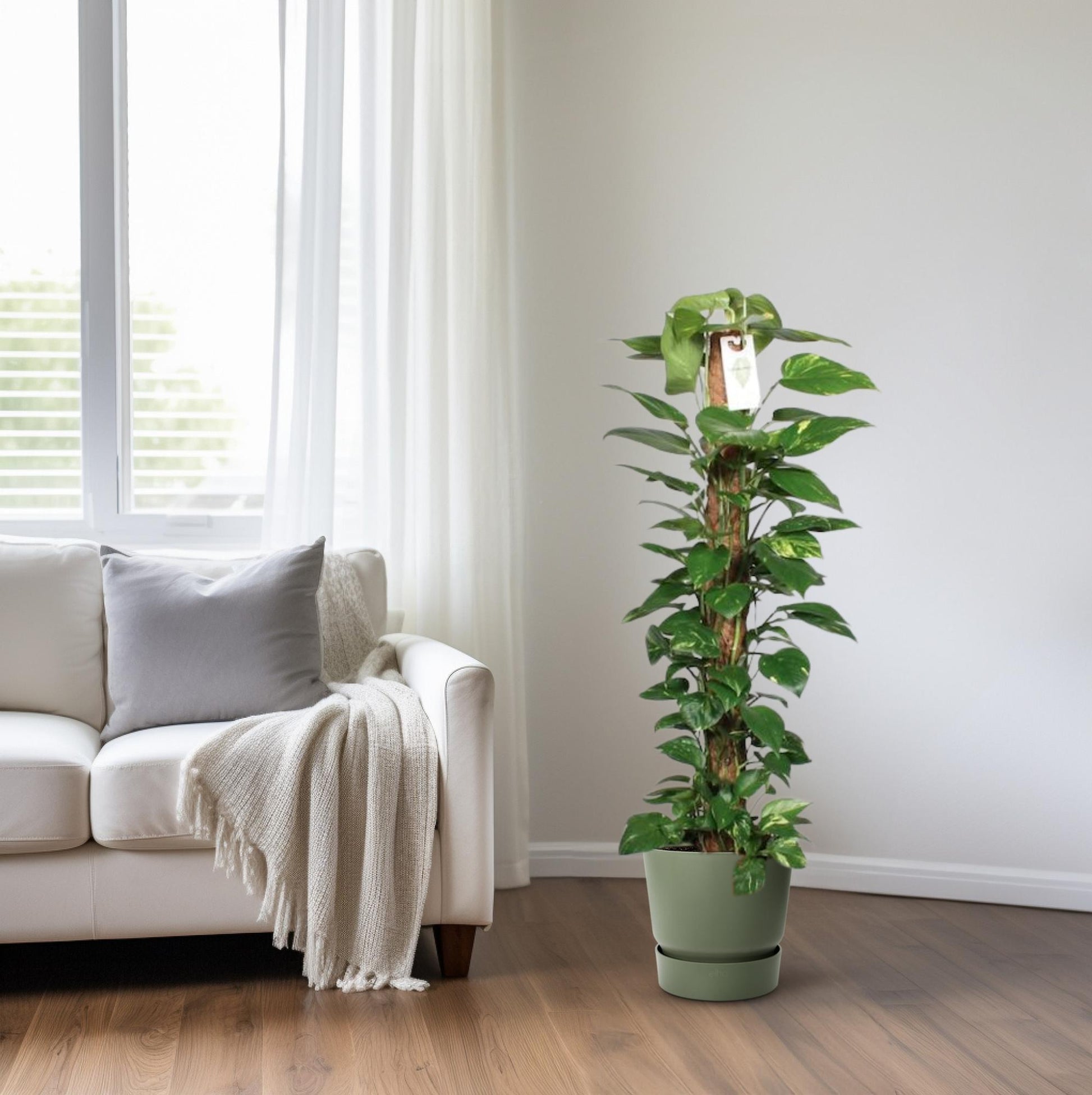 Epipremnum Pinnatum Mosstok 120cm Scindapsus - Ø24cm - ↕120cm 