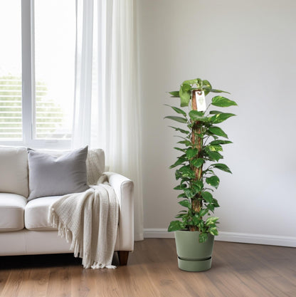 Epipremnum Pinnatum Mosstok 120cm Scindapsus - Ø24cm - ↕120cm 