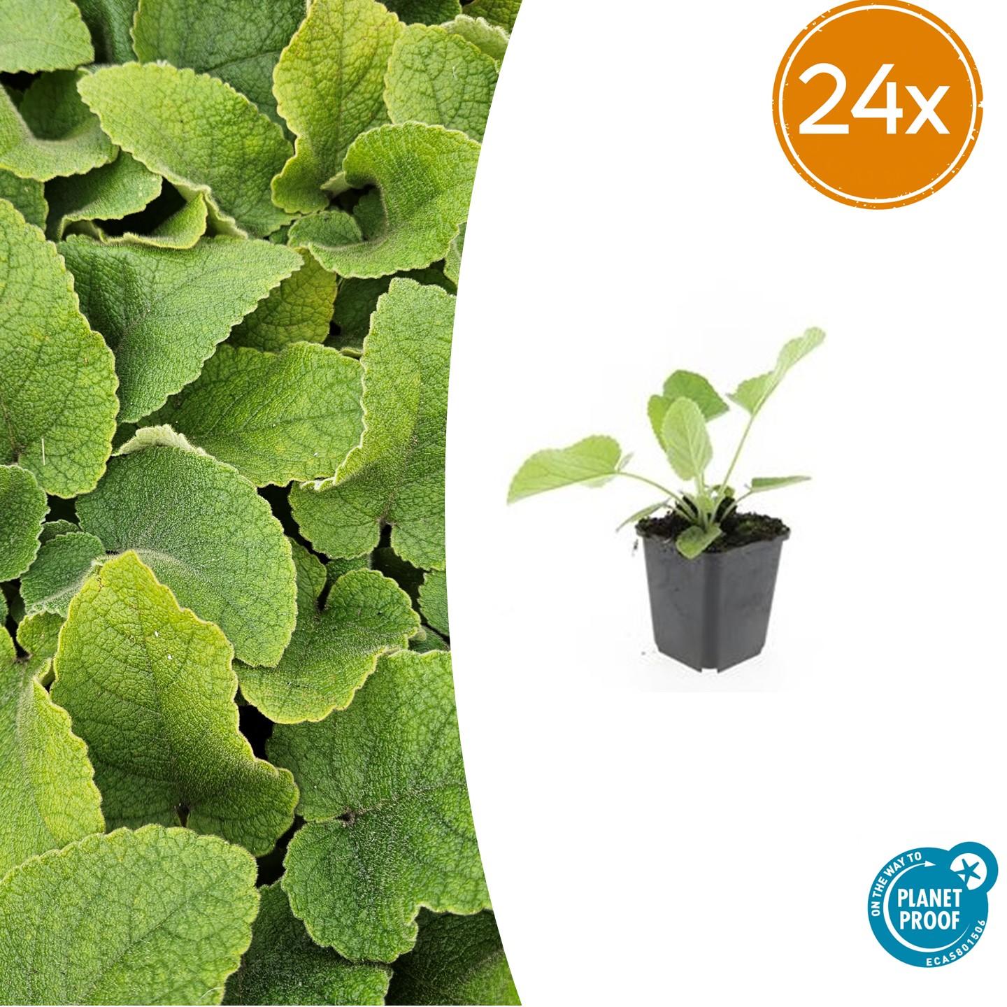 Russel-Brandkraut – Phlomis russeliana – 24 Pflanzen – Gelb blühende Staude – Sonnig bis halbschattig – Bienen- & Schmetterlingsfreundlich – Ø9cm – 10-25cm 