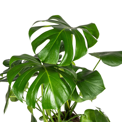 Monstera Deliciosa Tauerii mit Korb Ø21cm - ↕70 - 90cm 