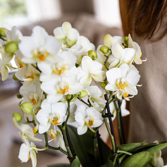 Phalaenopsis Orchidee Weiß - Lausanne- Topfgröße Ø12cm - Zimmerpflanze