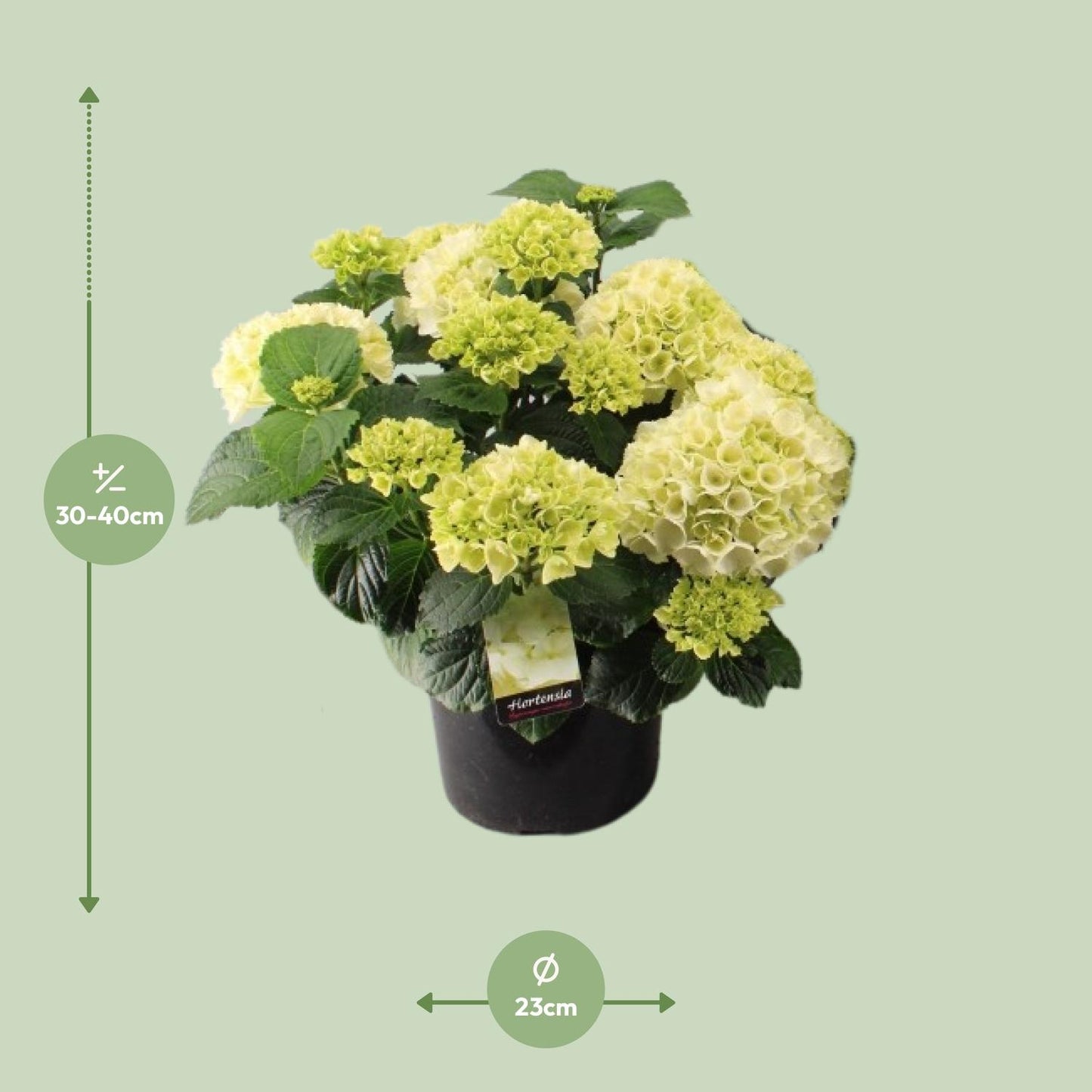 Hortensia Wit P23 - Ø23cm - ↕40cm 