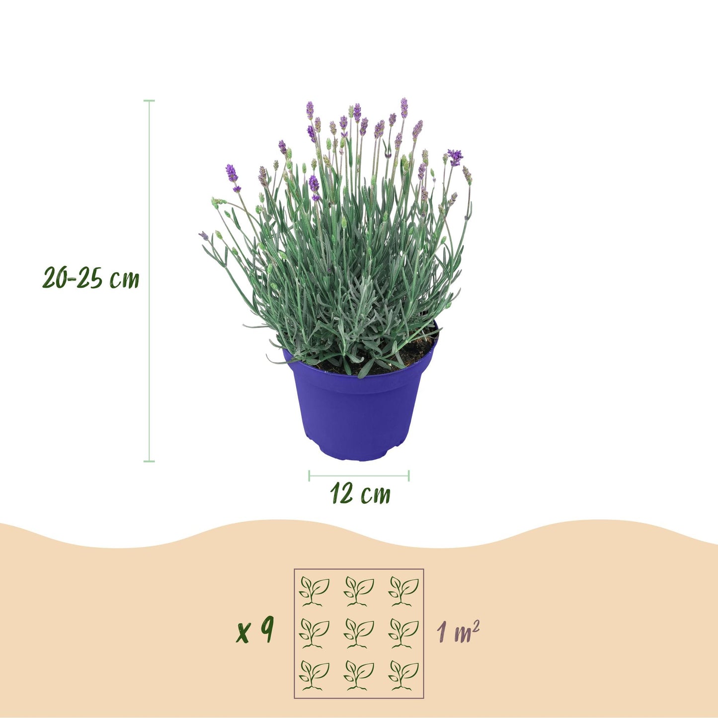 GreenboutiQ - Gartenpflanze - Lavandula angustifolia Hidcote - Lavendel - Winterhart - Lila - 18 Pflanzen - Topf 12cm - Höhe 15-25cm 