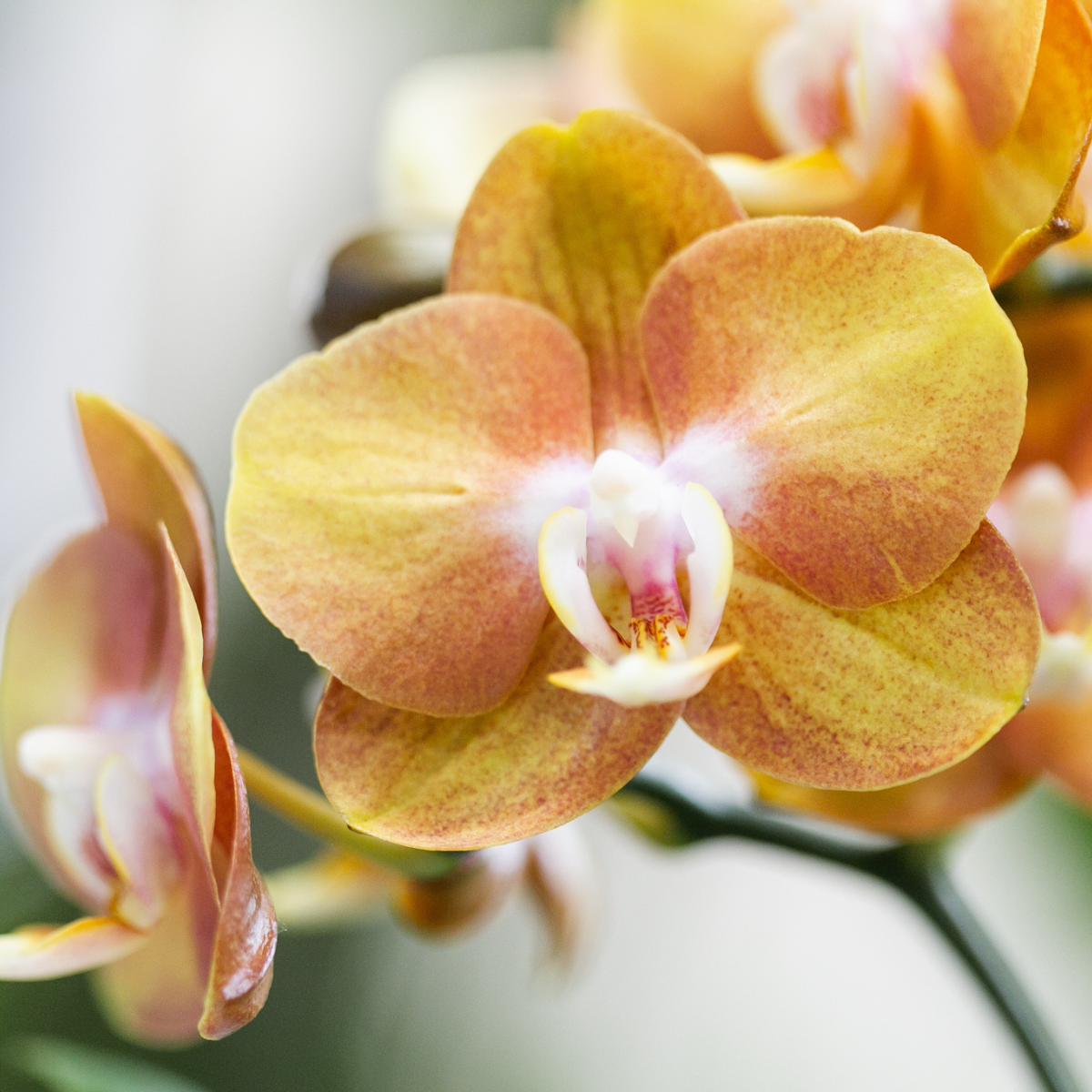 Phalaenopsis-Orchidee - Las Vegas - Topfgröße Ø12cm - Zimmerpflanze - 4 Stück