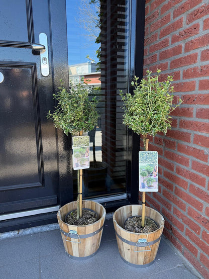 Euonymus fortunei ‘Emerald Gaiety’ – Stamm-Pflanze – Immergrün & winterhart – für Terrasse, Balkon & Garten – pflegeleicht – Ø19cm – Höhe ca. 90cm 