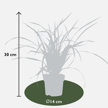 3x - Carex morrowii 'Irish Green' - ↨30cm - Ø14 