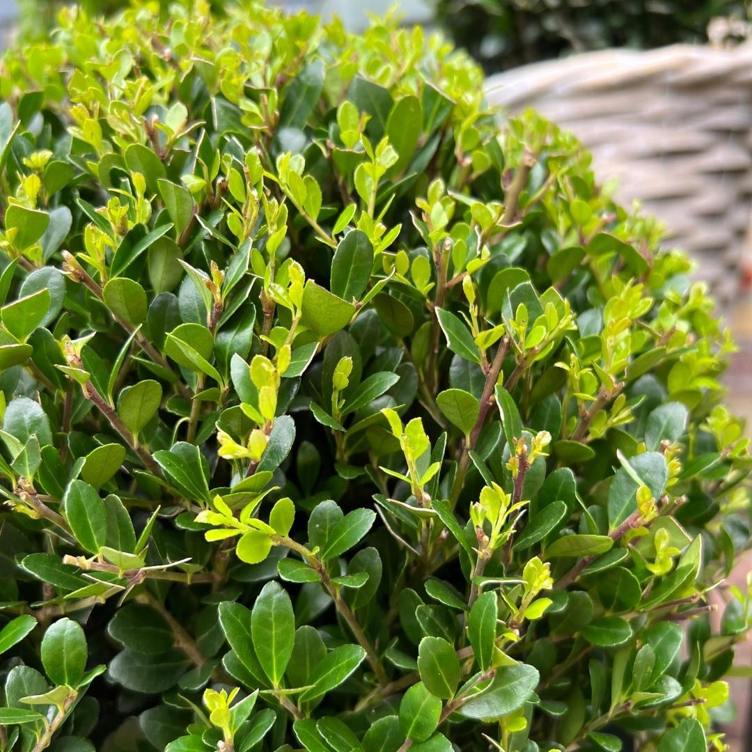 Ilex crenata 'Jenny' – Stechpalme Kugeln – Ø25cm – 2 Pflanzen – Buchsbaum-Alternative – Pflegeleichte & Winterharte Gartenpflanzen