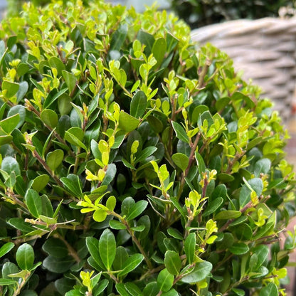 Ilex crenata 'Jenny' – Stechpalme Kugeln – Ø25cm – 2 Pflanzen – Buchsbaum-Alternative – Pflegeleichte & Winterharte Gartenpflanzen