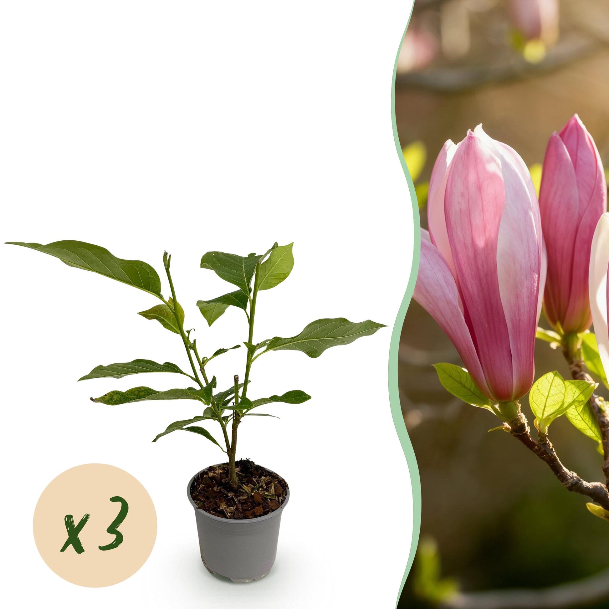 GreenboutiQ - Gartenpflanze - Magnolia Ricki - Blüte Rot - 3 Pflanzen - Laubabwerfend - Wenig Pflege - Topf 12cm Höhe 30cm 