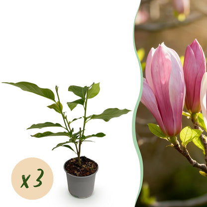 GreenboutiQ - Gartenpflanze - Magnolia Ricki - Blüte Rot - 3 Pflanzen - Laubabwerfend - Wenig Pflege - Topf 12cm Höhe 30cm 