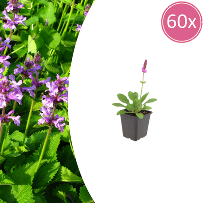 Stachys monieri Hummelo – 60 Pflanzen Ø9cm – Höhe10-25cm – Rosa Blütenstaude für Beet & Präriegarten – Bienenfreundlich winterhart – Flächenbepflanzung - Oasis of Life
