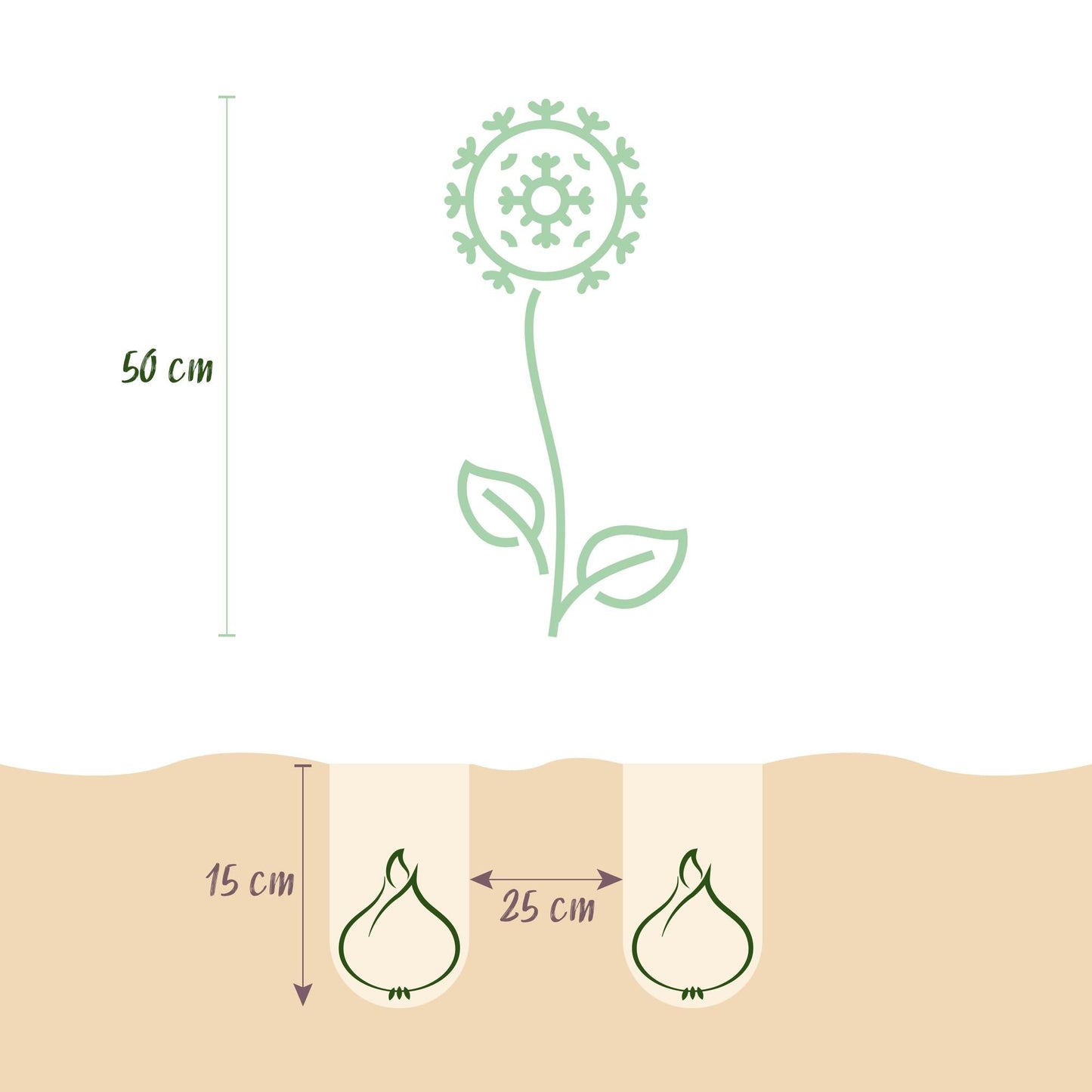 GreenboutiQ - Blumenzwiebeln - Allium Christophii - Farbe Lila - 15 Stück - Zwiebelgröße 10/2 - XXL Pack 