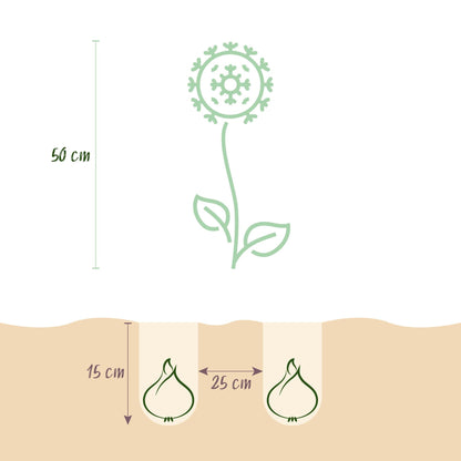 GreenboutiQ - Blumenzwiebeln - Allium Christophii - Farbe Lila - 15 Stück - Zwiebelgröße 10/2 - XXL Pack 