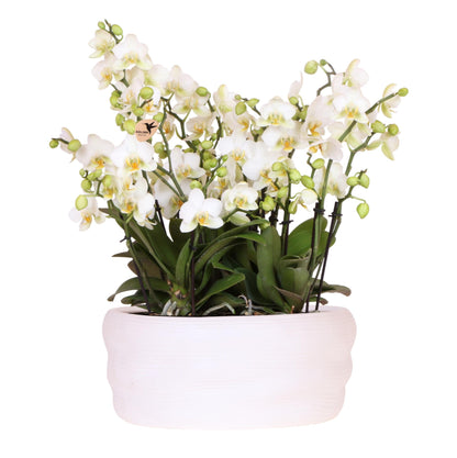 Weiße Lausanne-Orchideen 12 cm – 3er-Set im Como-Topf – Easy Watering System – Mono-Bouquet Weiß