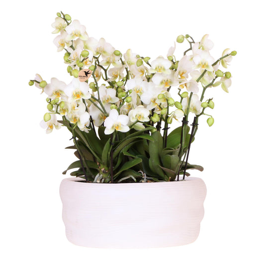Weiße Lausanne-Orchideen 12 cm – 3er-Set im Como-Topf – Easy Watering System – Mono-Bouquet Weiß