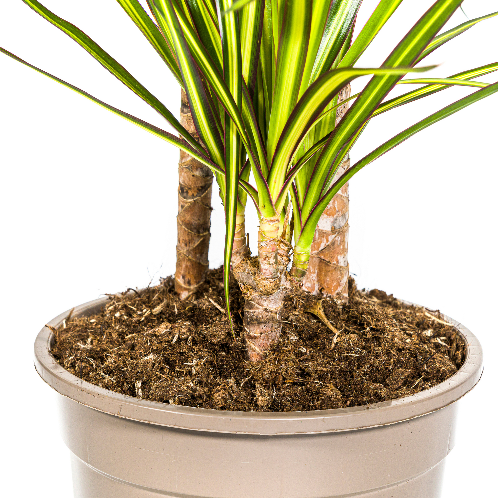 Drachenbaum - Dracaena Marginata ‘Sunray’ – Zimmerpflanze – Ø21 cm – Höhe 100–110 cm – Tropischer Farbkontrast – Pflegeleicht & dekorativ 