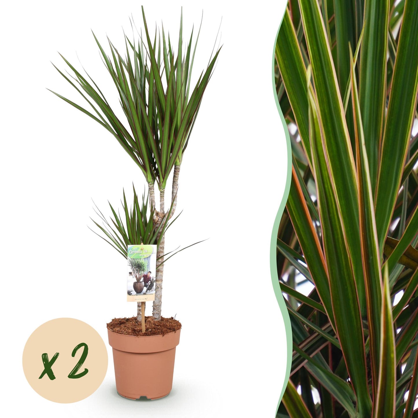 Green boutiQ - Zimmerpflanzen - Dracaena Marginata - Drachenblutbaum - Wenig Pflege - Grün - 2 Pflanzen - Topf 17cm - Höhe 70-80cm 