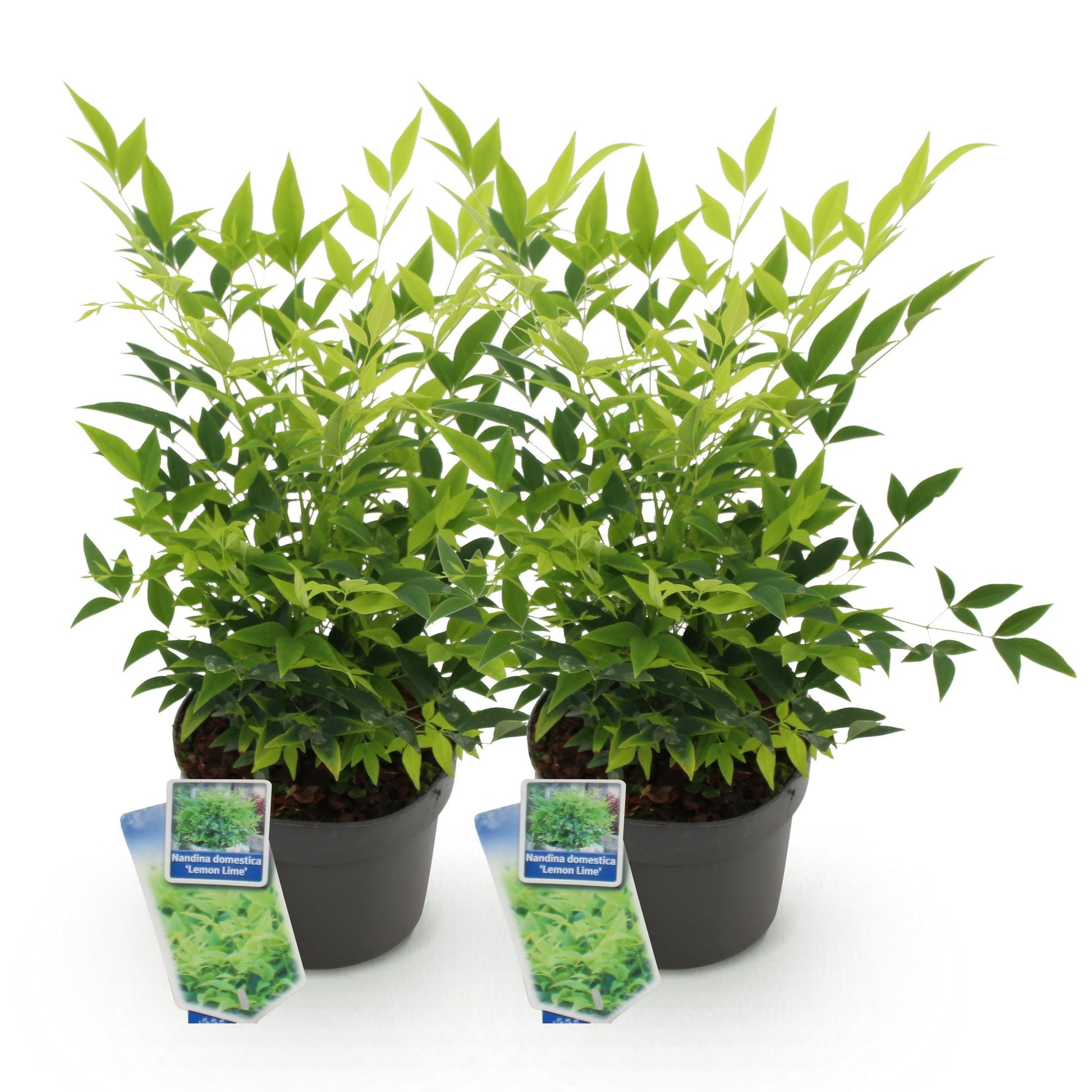 GreenboutiQ - Gartenpflanze - Nandina Lemon & Lime - Gelb - 2 Pflanzen - Immergrün - Wenig Pflege - Topf 17cm Höhe 45cm 