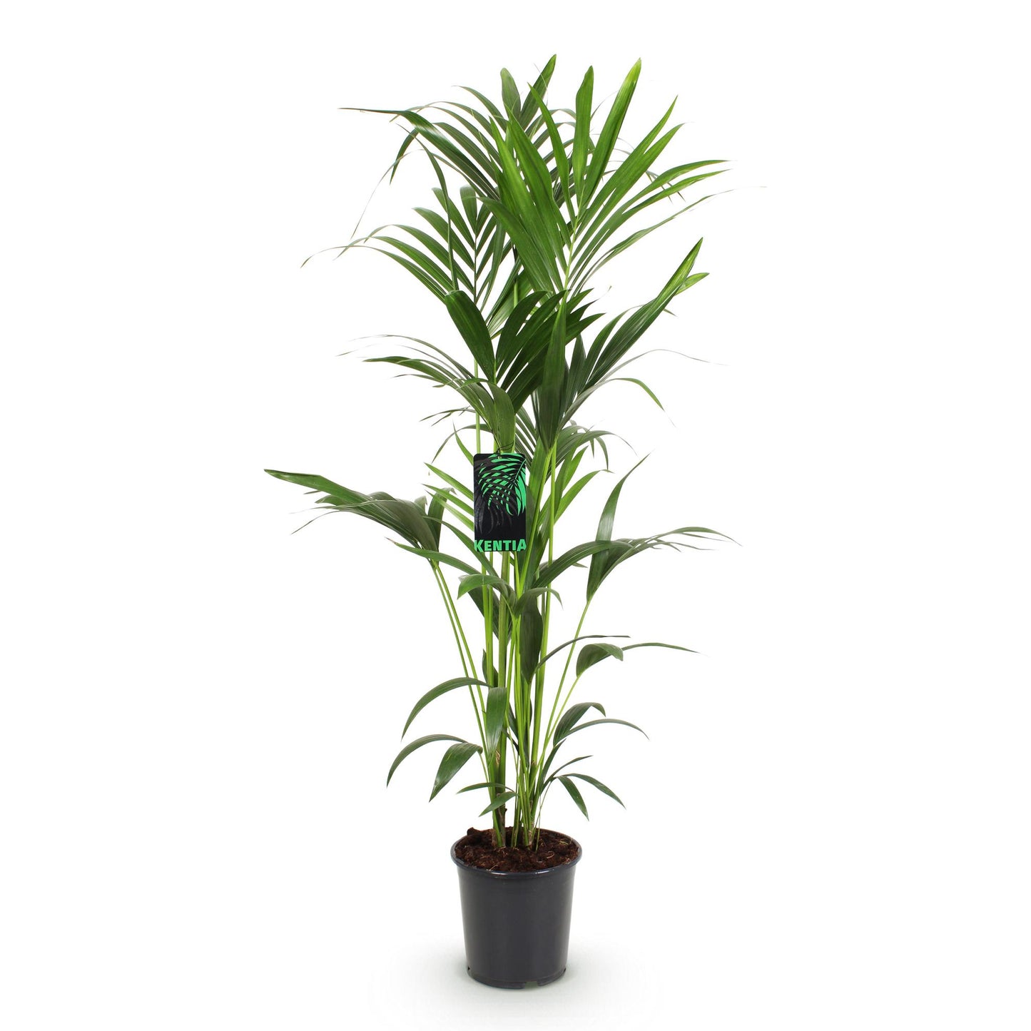 Howea Forsteriana – Kentia-Palme – 140–150cm – ø24cm – Pflegeleichte Zimmerpalme mit gefiederten Blättern – Tropische Grünpflanze für Innenräume – Robuste, luftreinigende Palmenart 