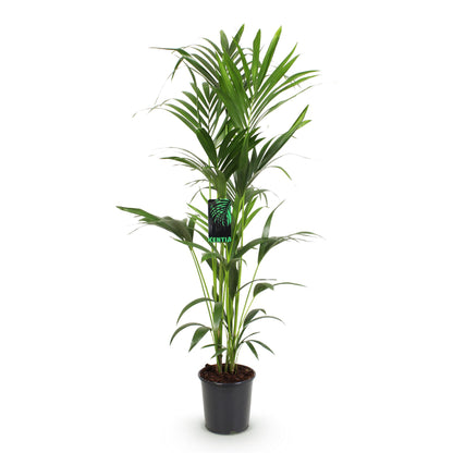 Howea Forsteriana – Kentia-Palme – 140–150cm – ø24cm – Pflegeleichte Zimmerpalme mit gefiederten Blättern – Tropische Grünpflanze für Innenräume – Robuste, luftreinigende Palmenart 