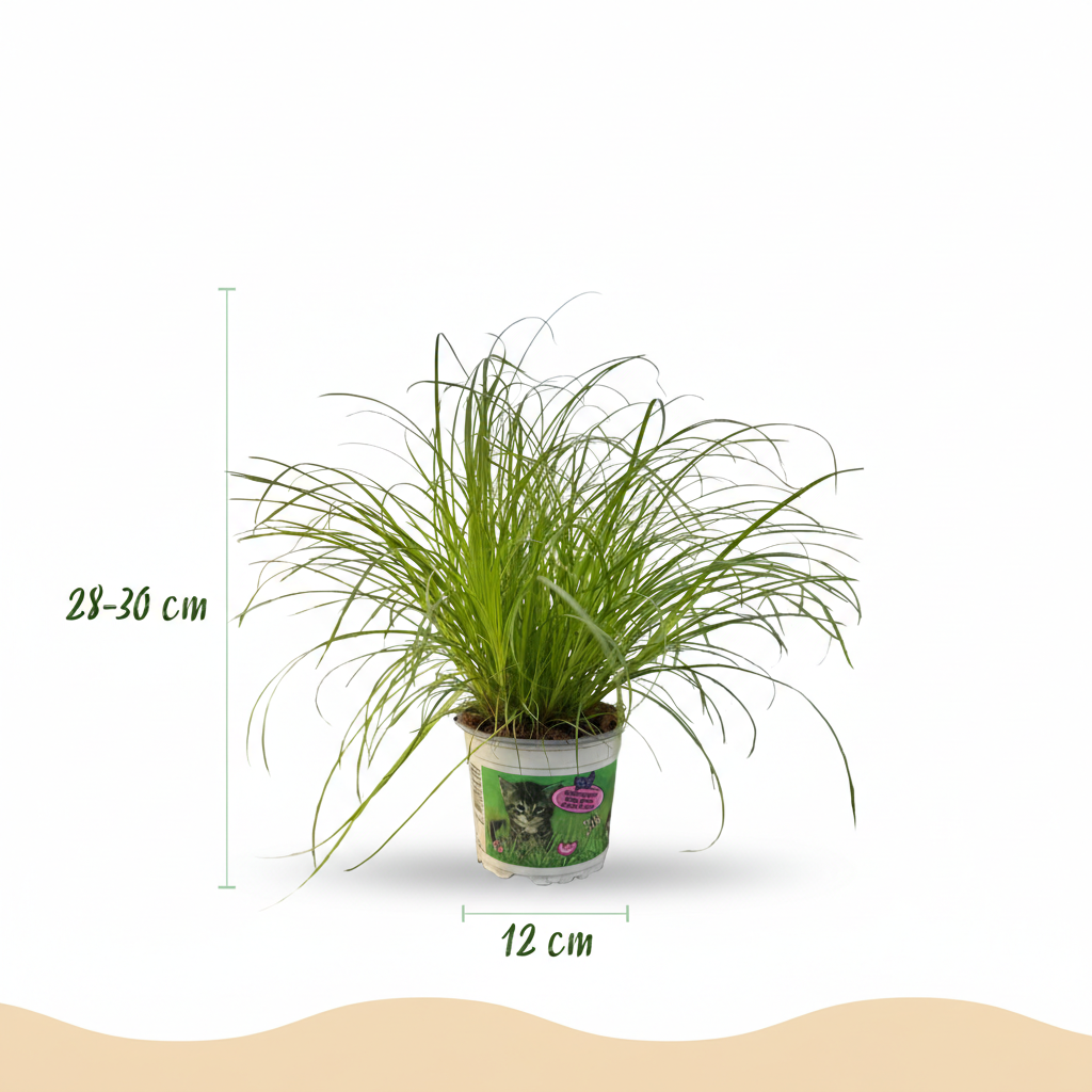 Green boutiQ - Zimmerpflanze - Cyperus alternifolius Zumula - Katzenpflanze - Haustierfreundliche Pflanze - Grün - 1 Pflanze - mit Korb - Topf 12cm - Höhe 20cm 