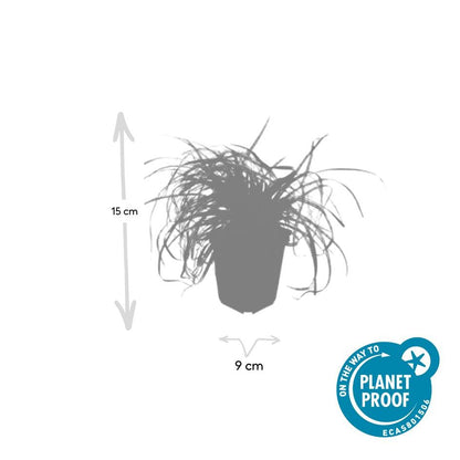 Gold-Segge Carex oshimensis 'Evergold' – ↕10-25cm – Ø9cm – 60 Pflanzen – Bodendecker – Winterhart – Pflegeleicht – Schattengarten