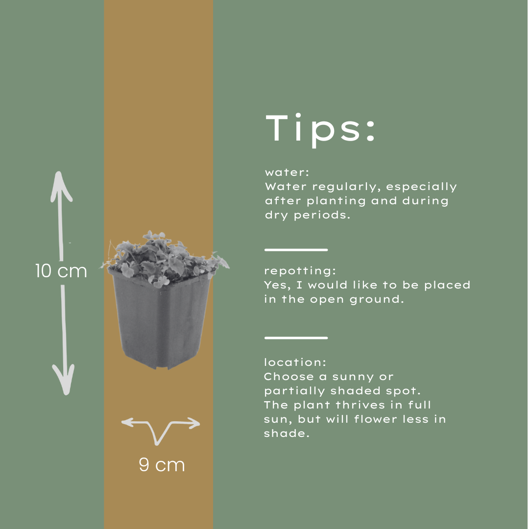 Polster-Glockenblume Campanula poscharskyana – 48 Pflanzen – 10-25cm – Ø9cm – Winterharte Bodendecker Staude – Blühpflanze für Mauer, Beet & Balkon