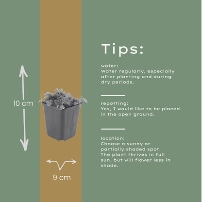 Polster-Glockenblume Campanula poscharskyana – 48 Pflanzen – 10-25cm – Ø9cm – Winterharte Bodendecker Staude – Blühpflanze für Mauer, Beet & Balkon
