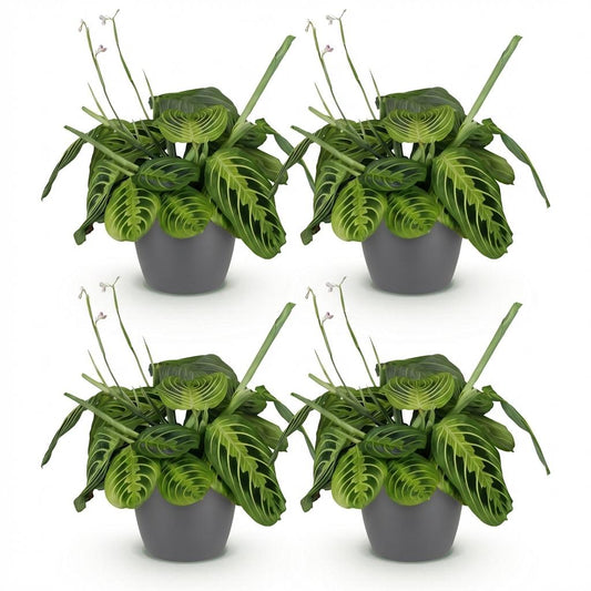 Green boutiQ - Zimmerpflanze - Maranta Fascinator Lemon Lime - Gebetspflanze - Haustierfreundliche Pflanze - Grün - 4 Pflanzen - mit Potter Grau - Topf 12cm - Höhe 25cm 