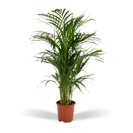 Areca-Palme - Ø17cm - ↕70cm 