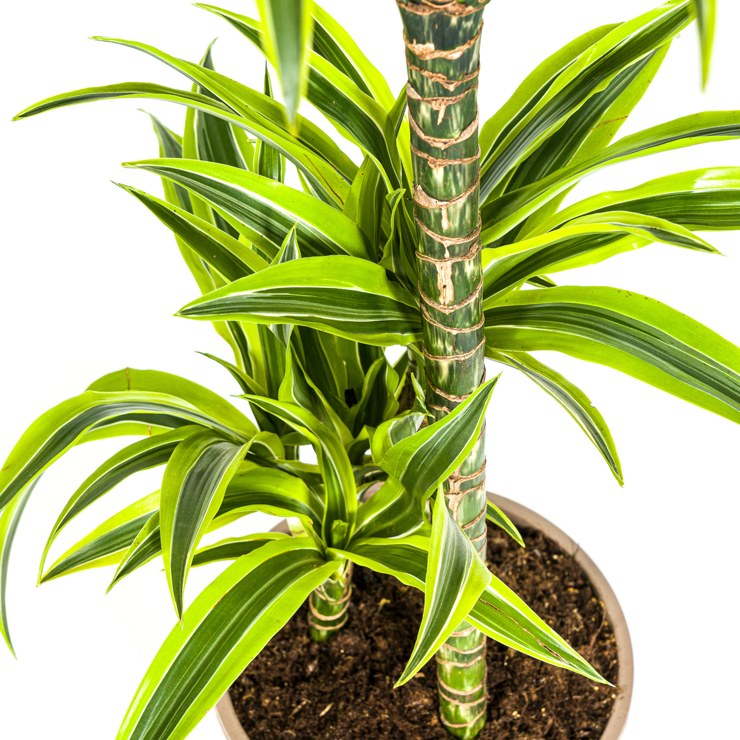 Dracaena Deremensis Lemon Lime mit Korb Ø21cm - ↕90 - 110cm 