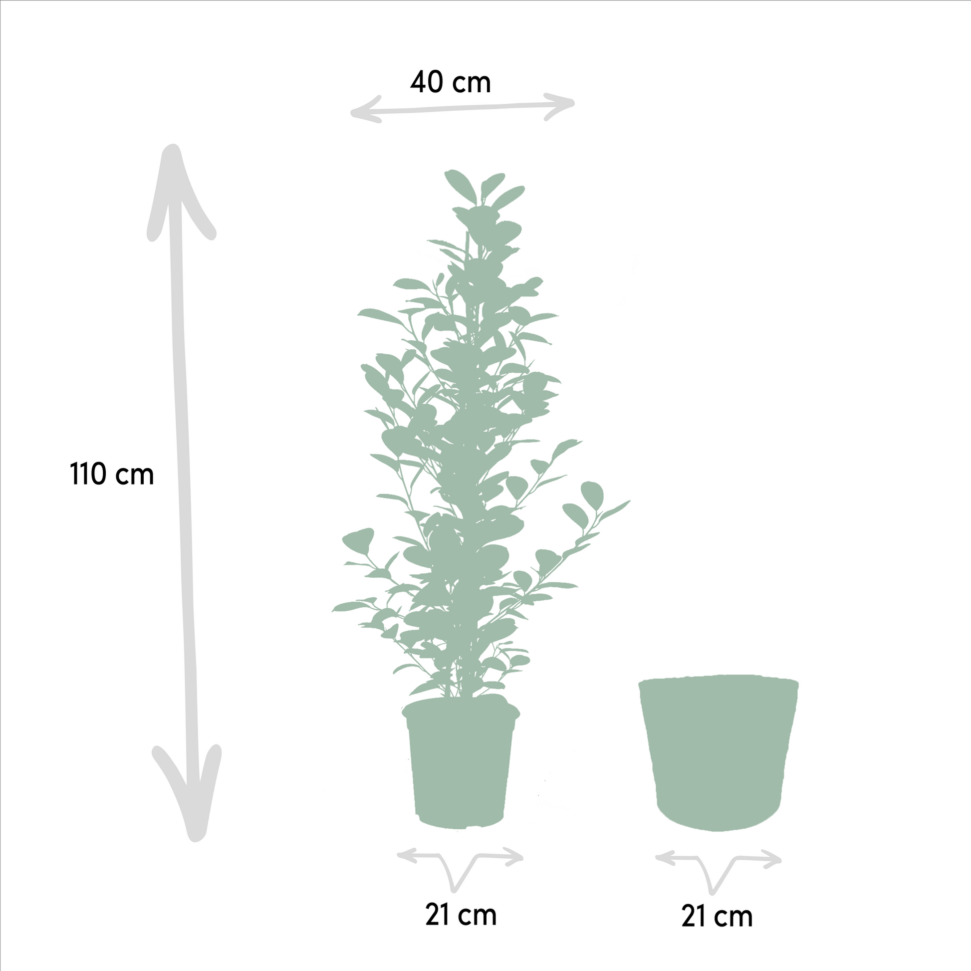 Ficus Benjamina Danielle - Ø21cm - ↕95cm + Ficus Benjamina Twilight - Ø21cm - ↕95cm + Ficus Microcarpa Moclame - Ø21cm - ↕95cm + Korb Selin 