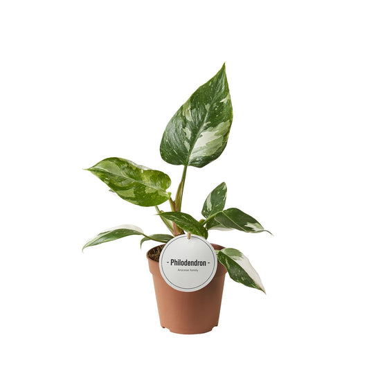Baumfreund - Philodendron White Princess - Zimmerpflanze - Ø12cm - ↕30cm