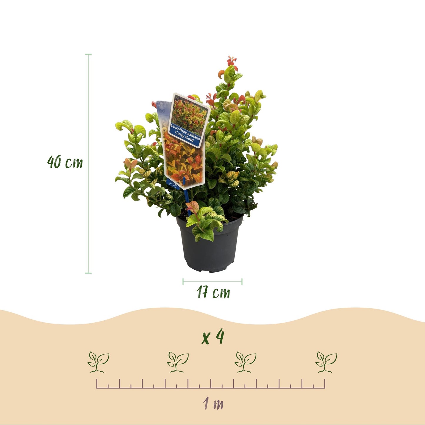 GreenboutiQ - Gartenpflanze - Leucothoe Curly Gold - Gelb - 2 Pflanzen - Immergrün - Wenig Pflege - Topf 17cm Höhe 40cm 