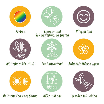 Staudenset – Weiß – 8 weiße Blühstauden – Für 1 m² Beet – Pflegeleicht – Eleganter Blütenteppich – Für sonnige Standorte – Ø11 cm 