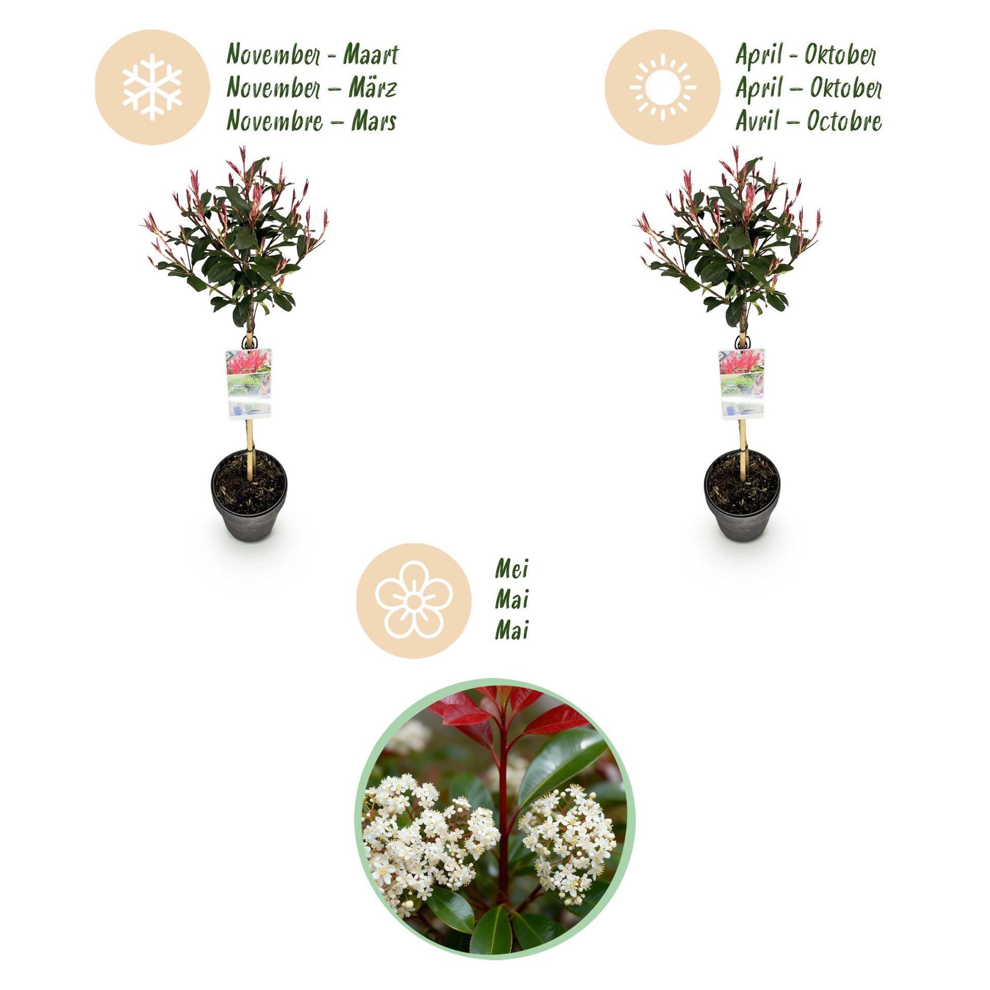 GreenboutiQ - Pflanze auf Stamm - Photinia fraseri Carre Rouge - Terrassenpflanze - Immergrün - Winterhart - Grün-Rotes Blatt - Topf 19cm Höhe 90cm 