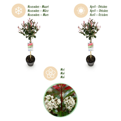 GreenboutiQ - Pflanze auf Stamm - Photinia fraseri Carre Rouge - Terrassenpflanze - Immergrün - Winterhart - Grün-Rotes Blatt - Topf 19cm Höhe 90cm 