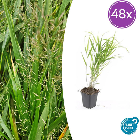 Japan-Zwergschilf Hakonechloa macra – 48 Pflanzen – ↕10-25 cm – Ø9 cm – Japanisches Waldgras – Bodendecker & Ziergras – Pflegeleicht & winterhart 