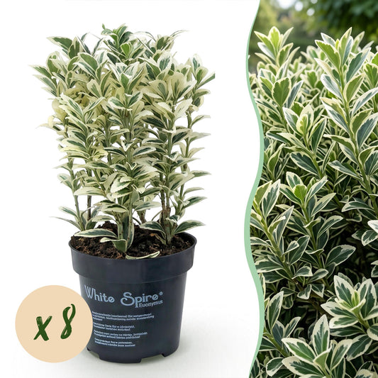 Spindelstrauch 'White Spire' – Euonymus japonicus 'White Spire' – 8 Heckenpflanzen – Topf Ø9cm – Höhe 20-30cm – Winterhart & immergrün