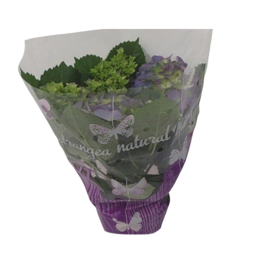 Hydrangea Blauw - Ø14cm - ↕35cm 