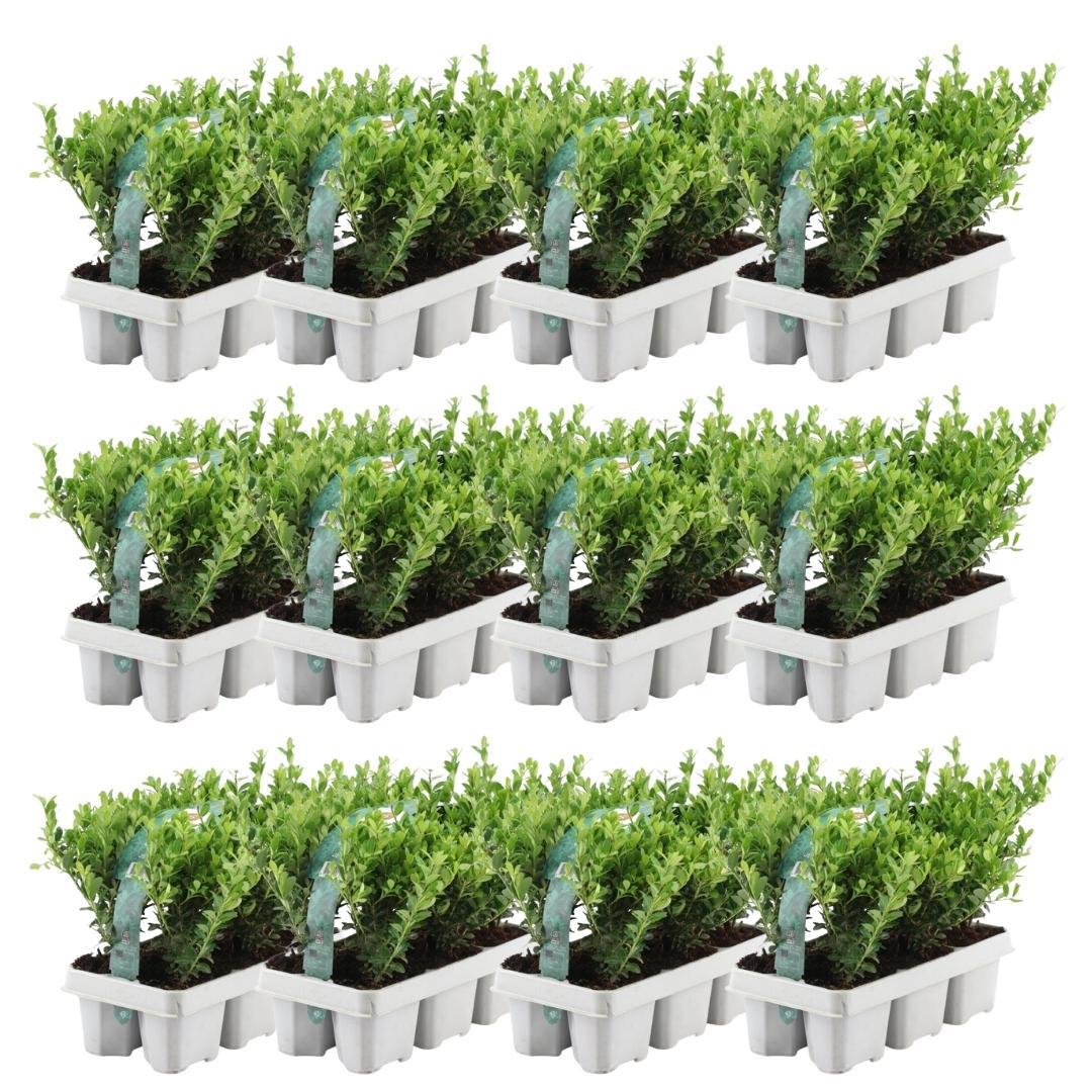 Stechpalme – Ilex crenata 'Jenny' – 72 Pflanzen – Immergrün – Winterhart – Alternative zu Buchsbaum – Ø7cm ↕15cm 