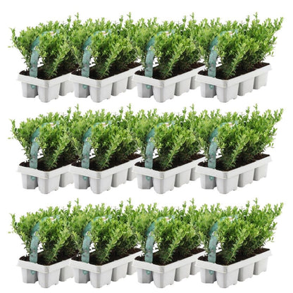 Stechpalme – Ilex crenata 'Jenny' – 72 Pflanzen – Immergrün – Winterhart – Alternative zu Buchsbaum – Ø7cm ↕15cm 