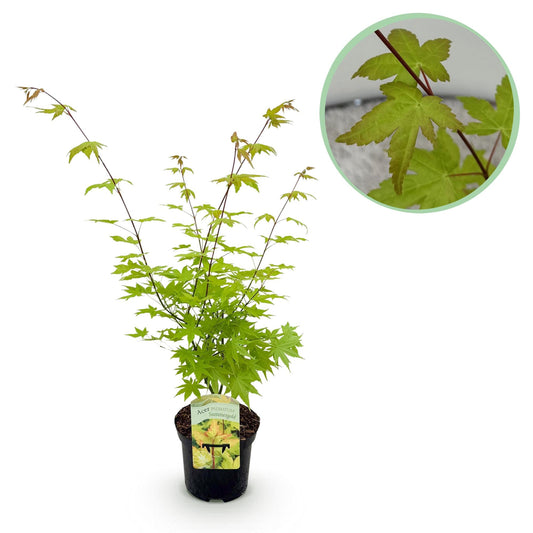 Japanischer Ahorn – Acer palmatum 'Summergold' – ca. 70 cm hoch – Ø19 cm – goldgelbes Laub – Balkon- & Gartenpflanze 