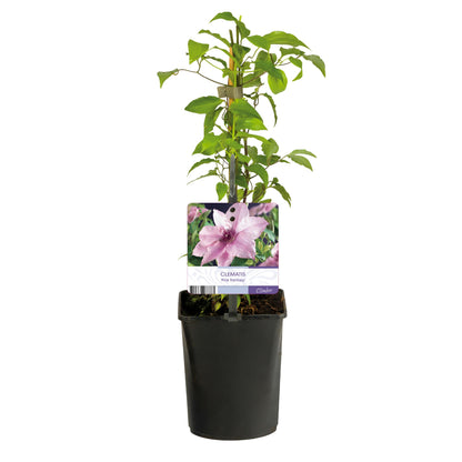 Kletterpflanze - Clematis Pink Fantasy - Blüte Rosa - Wenig Pflege - 2 Pflanzen - Topf 11cm Höhe 40cm